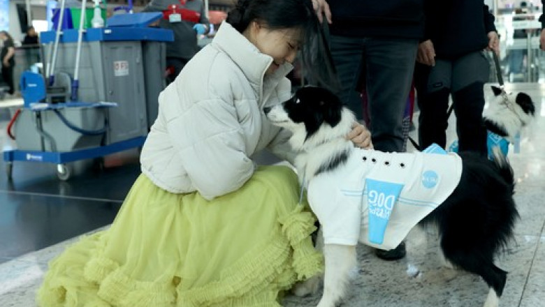 Photo of foto | Istanbulul a introdus „câini de terapie” la aeroport